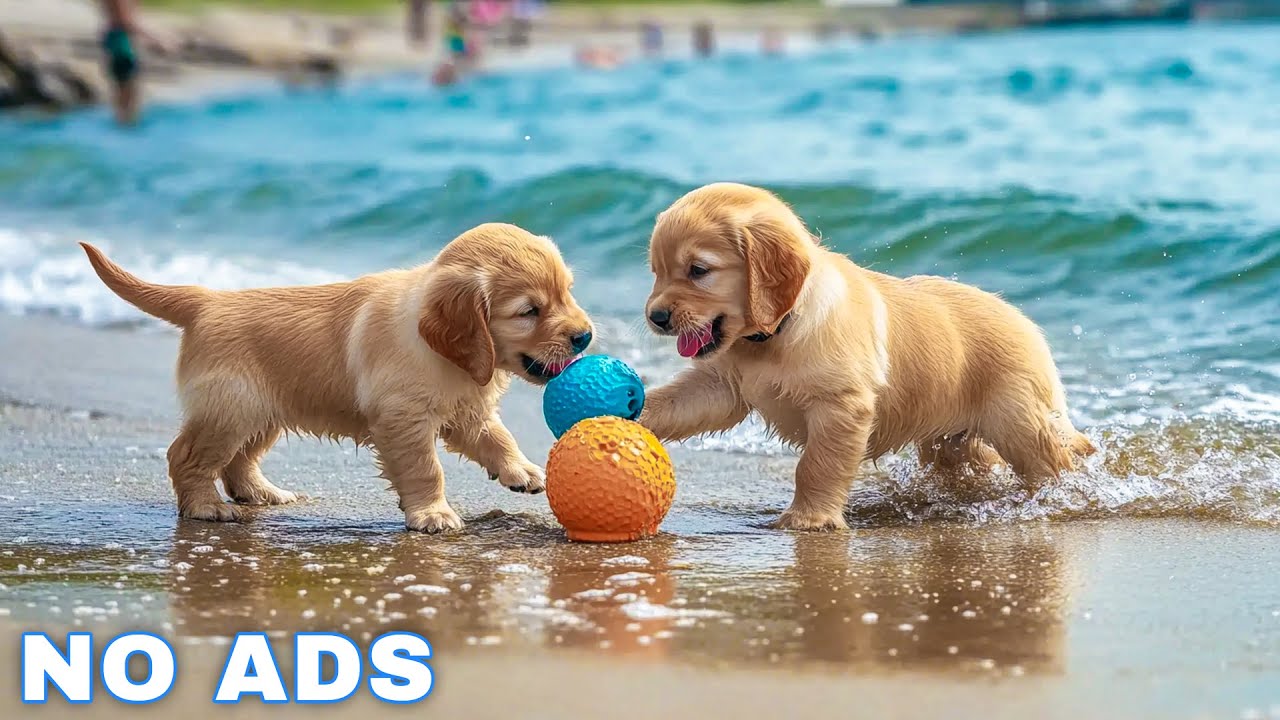 12 Hours Dog Music 🎵 Relaxing Music For Dogs With Anxiety🐶 Separation Anxiety Relief music💖Dog Calm