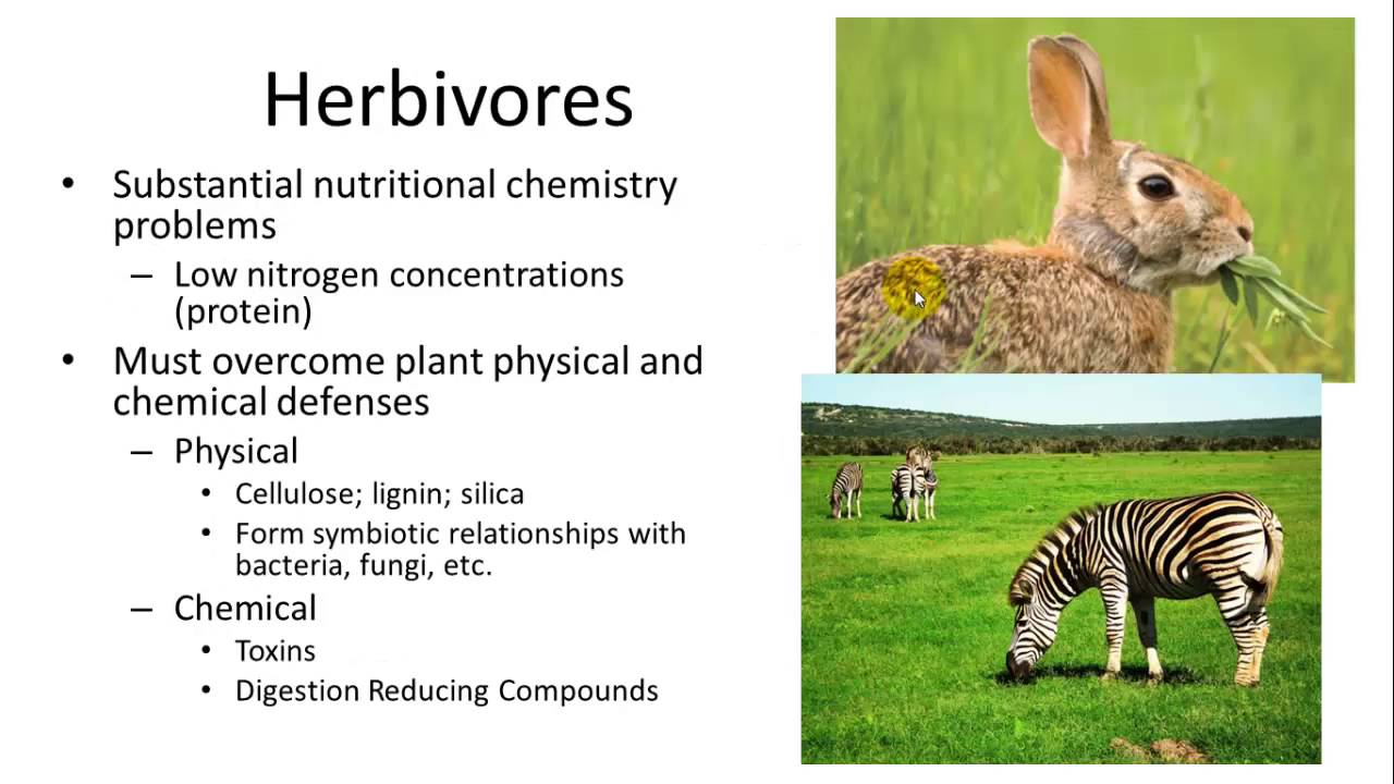 Energy Nutrient Relations
