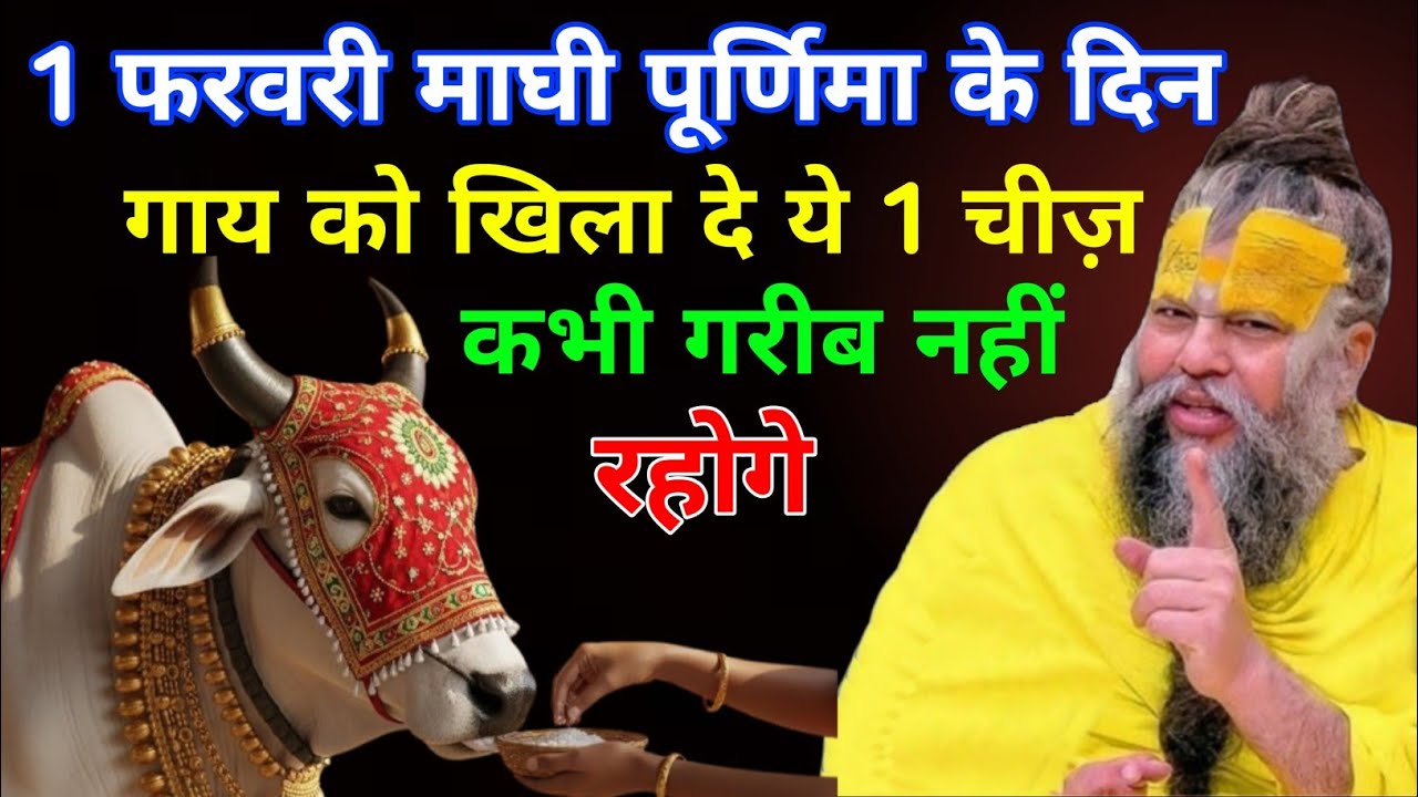 माघी पूर्णिमा के दिन चुपचाप गाय को खिला देना ये 1 चीज, तत्काल गरीबी होगी दूर ! Premanand Ji Maharaj