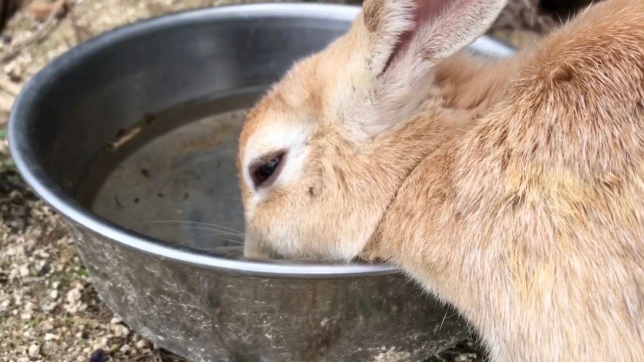 夏だけでなく冬も水がうさぎたちの命をつないでいます