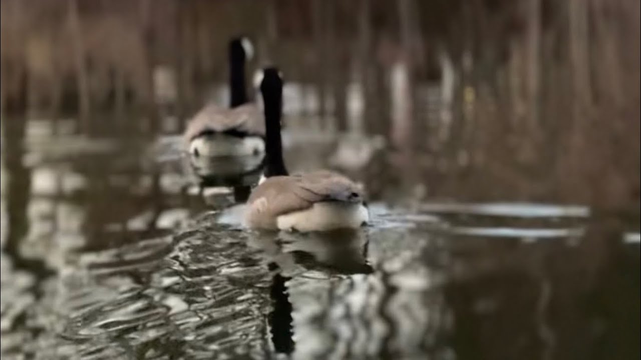 Los gansos en mi lago .Spanish version.