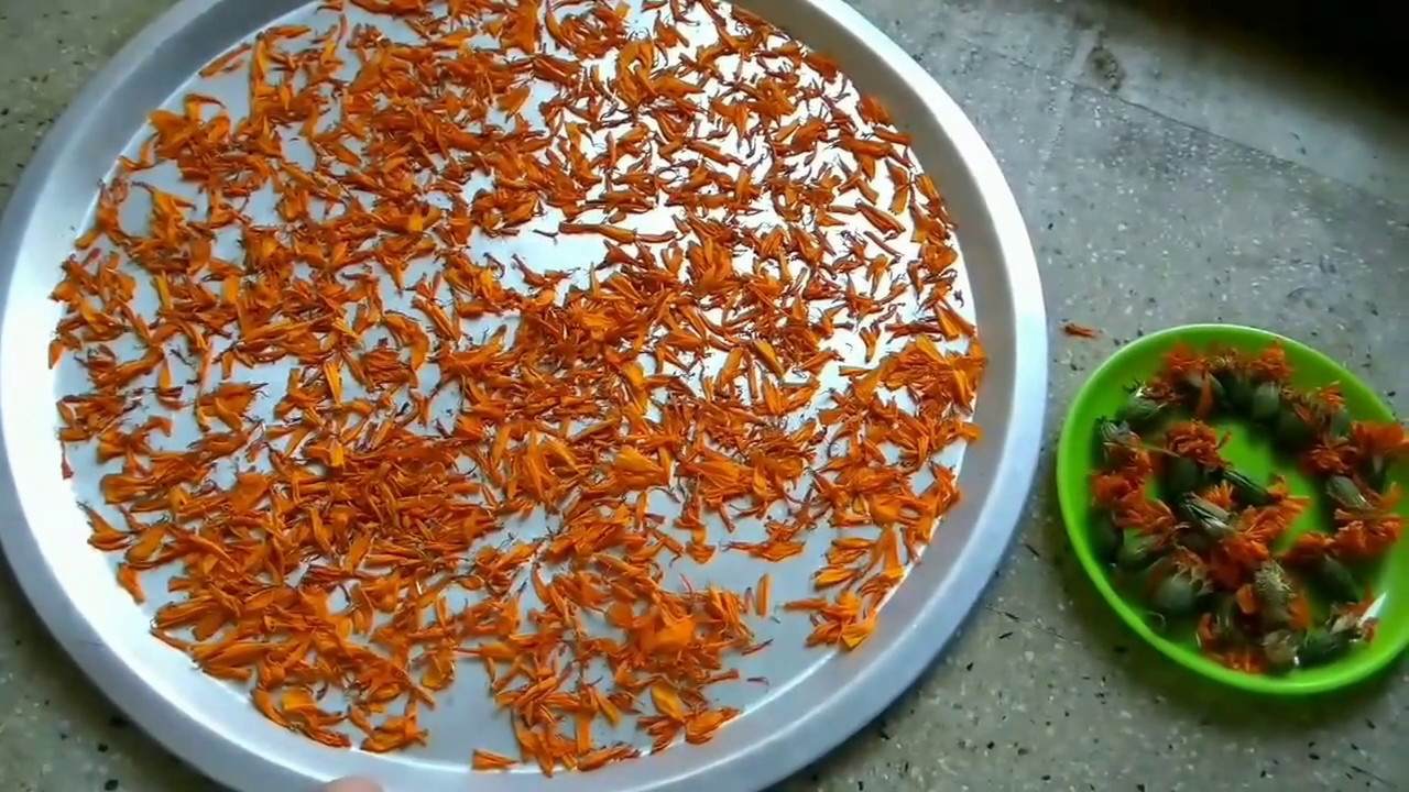 Homemade Marigold oil / Calendula oil: Treat skin and hair problems with this magical oil.