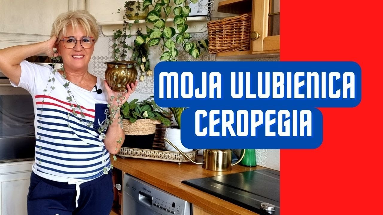MOJA ULUBIENICA CEROPEGIA
