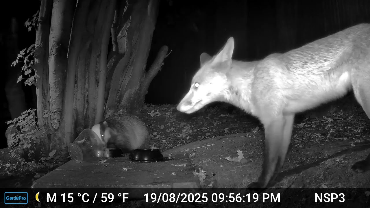 Young Foxes and Badgers Feeding