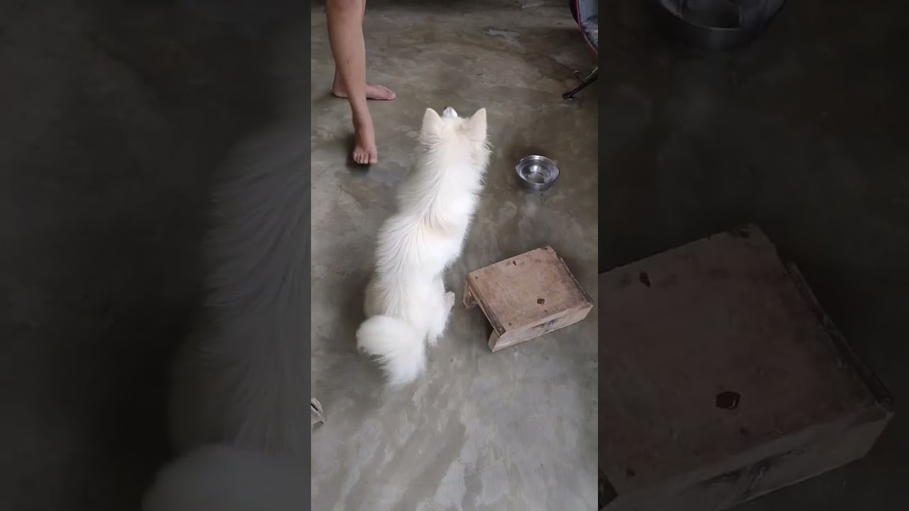German Spitz Daily Vlog | Day 1/100 | #DogZone #dogvlog #germanspitz