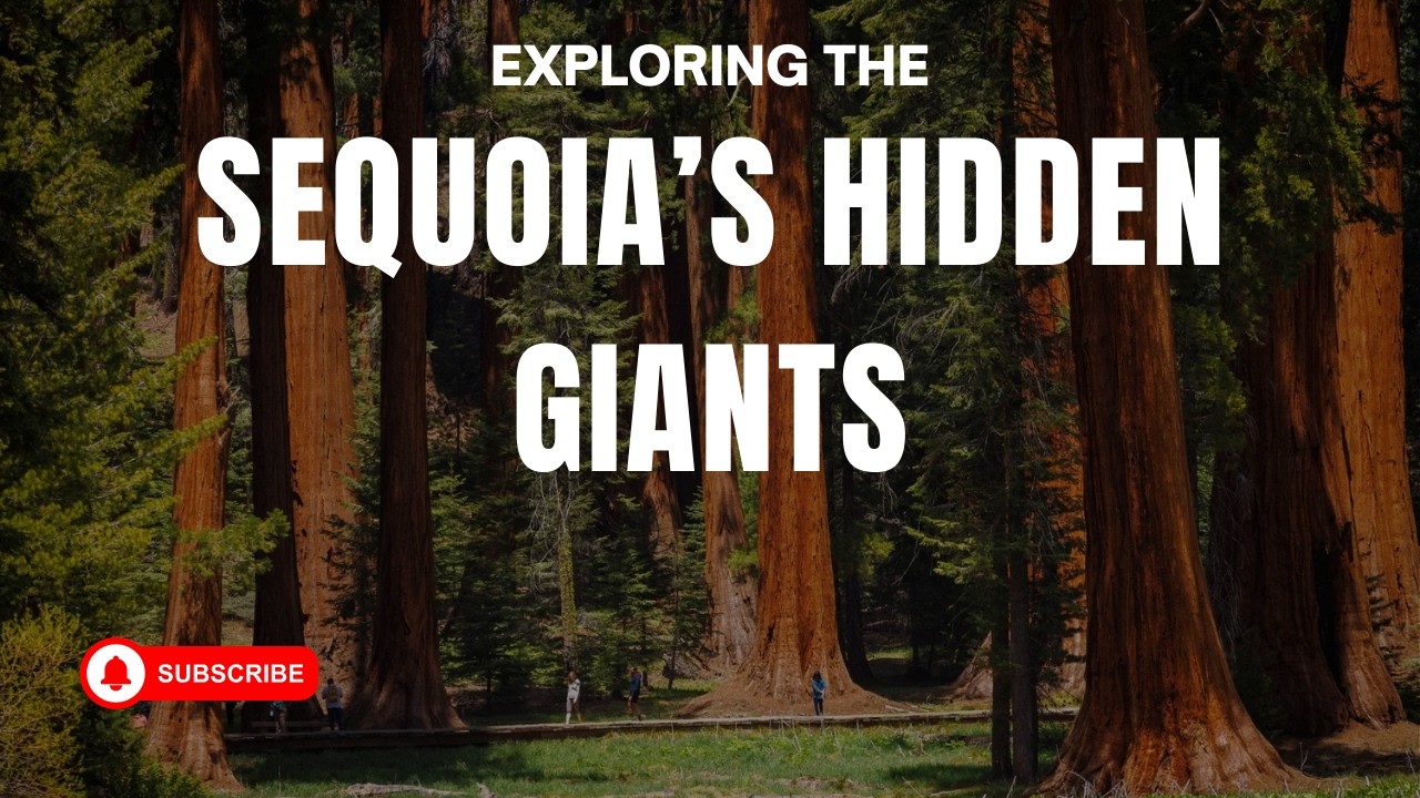 Sequoia's Best Kept Secrets: The Giants Beyond the Main Path