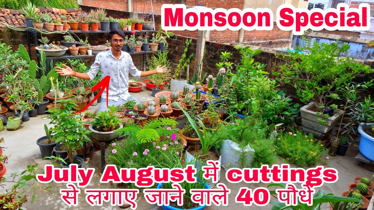 Grow These 40 Plants from Cutting at Home/Garden in July and August (Monsoon Special Video)
