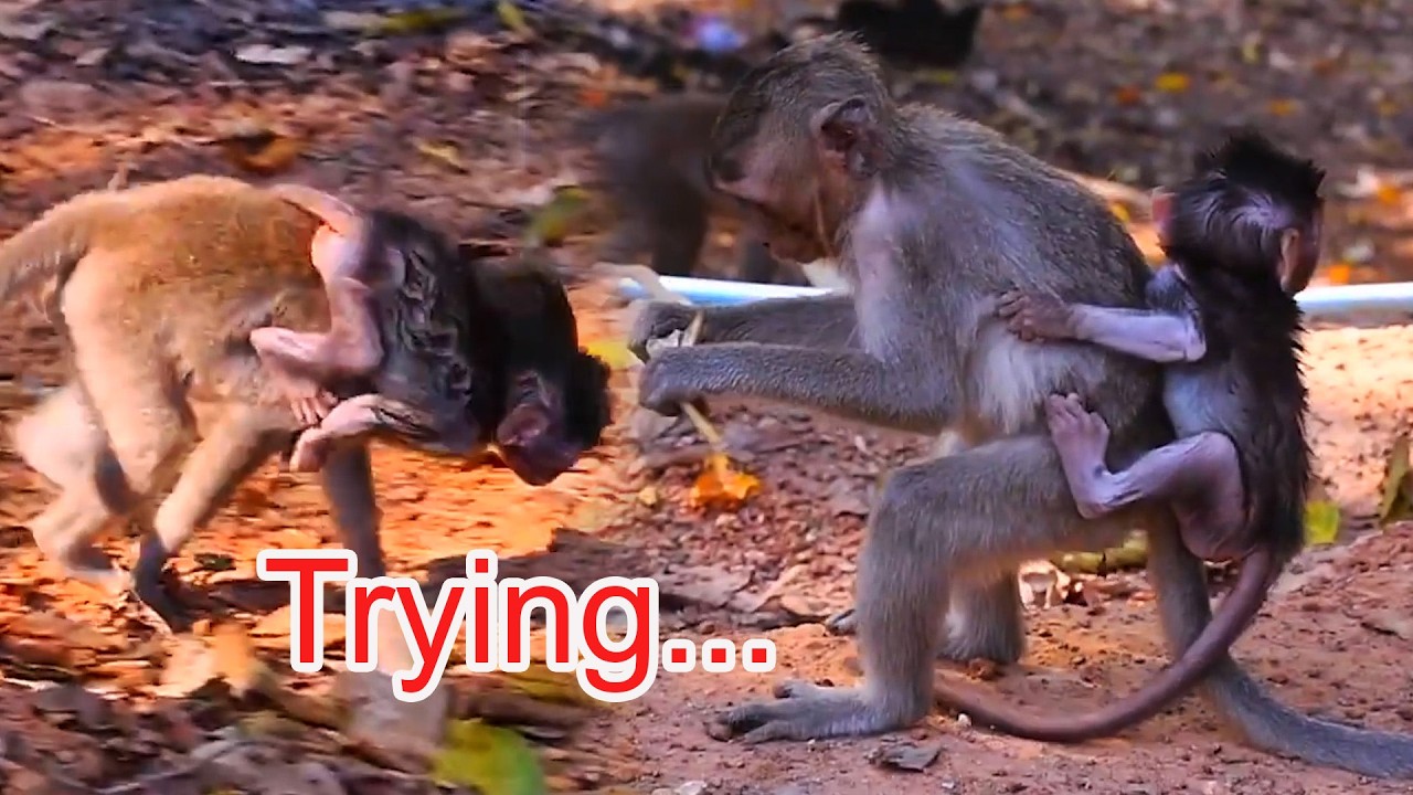 Adorable Wildlife 2026, Tiny Baby Monkey Trying Hard To Hug Young Monkey, Kidnapper