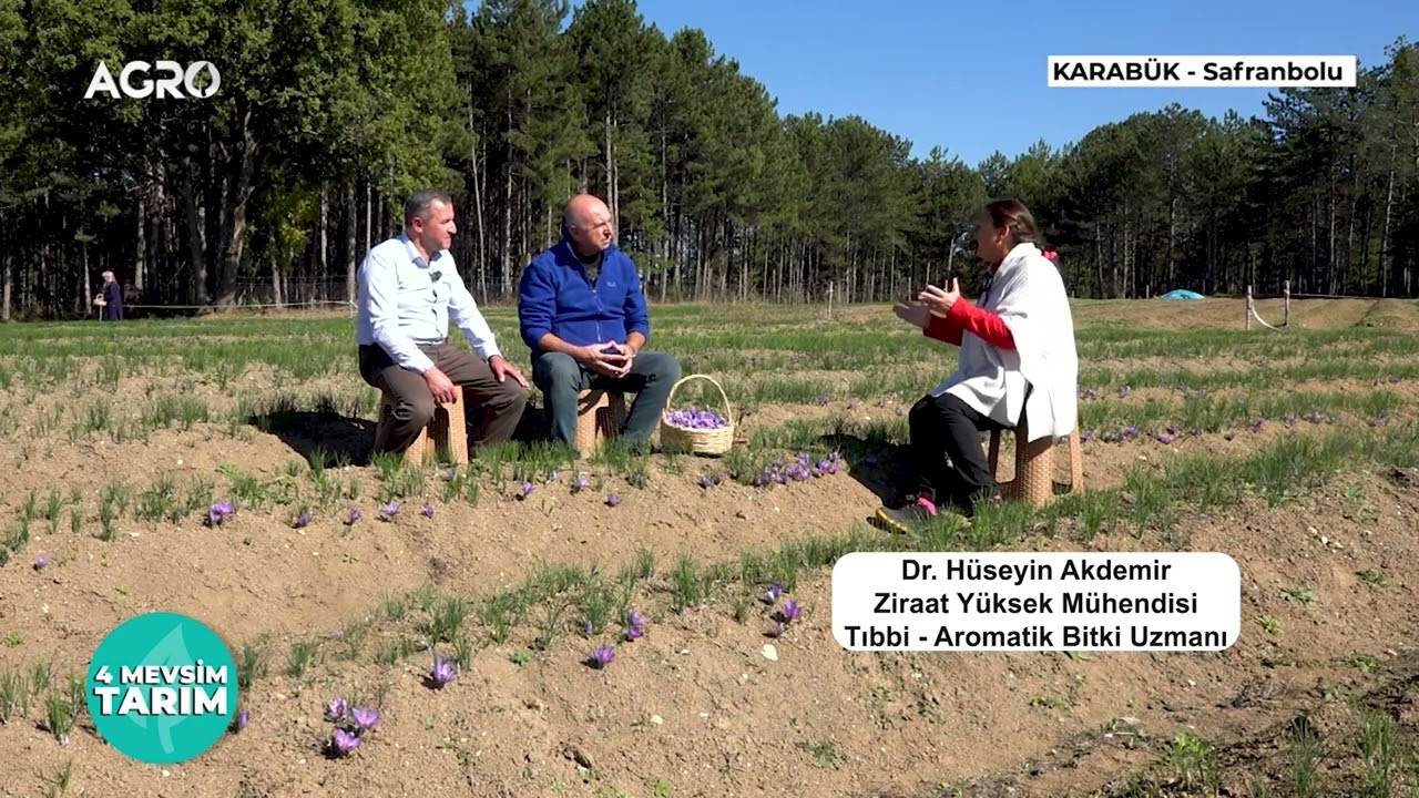 Safran Yetiştiriciliği