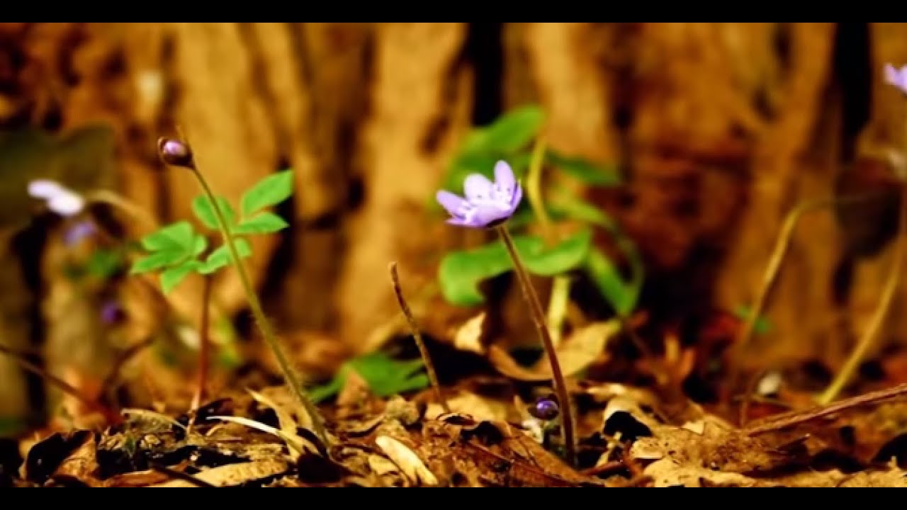 Vincent Selvakumar Song | Jebame | Tamil Song