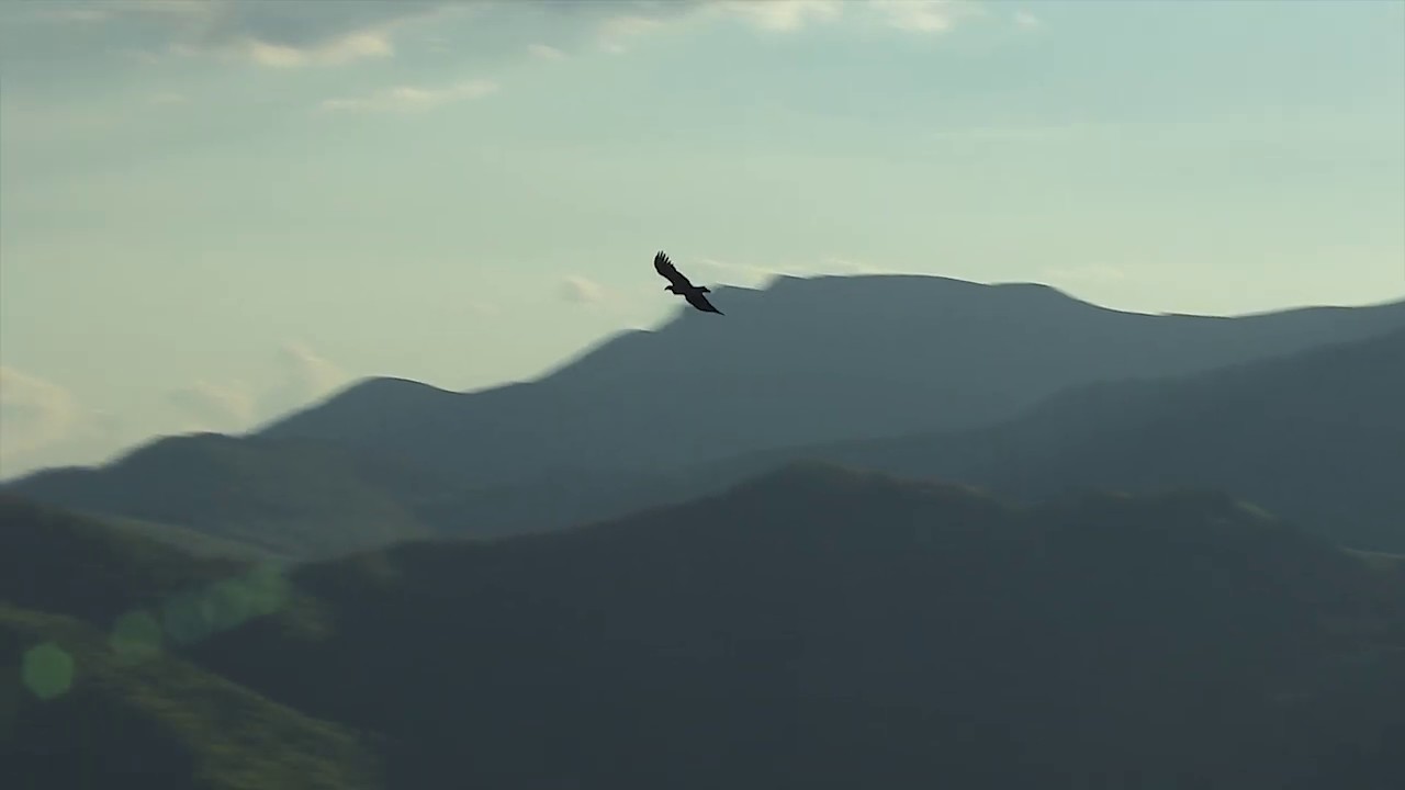Steinadler im Girlandenflug