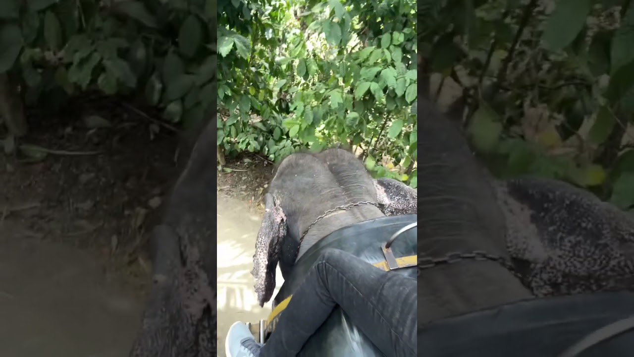Elephant ride in Thekkady | Kerala 🥰 #thekkady #trendingshorts #elephantsafari #kerala #travel