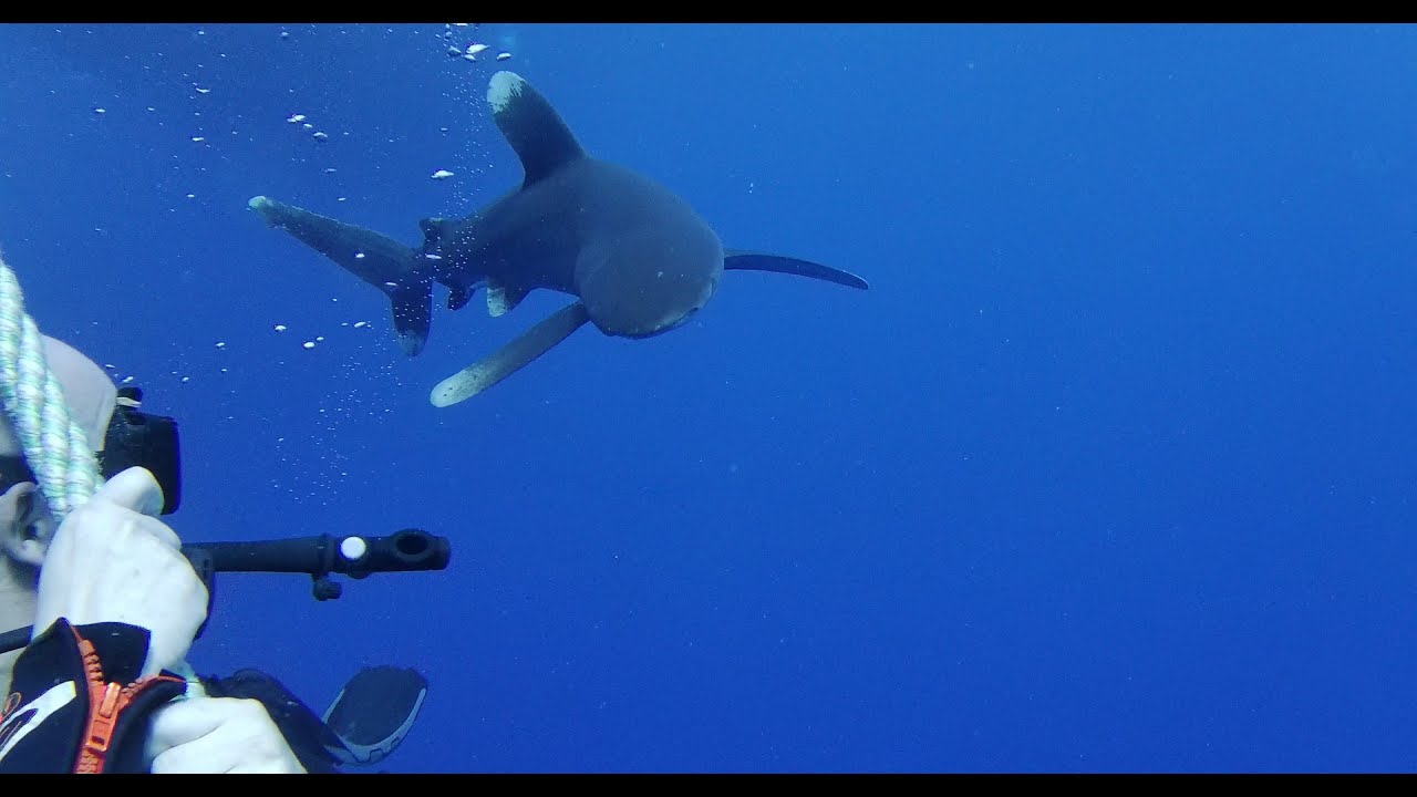 Shark Diving Tauchen Marsa Alam Coraya Alaya Divers Red Sea Egypt Ägypten MY Blue Liveaboard Safari