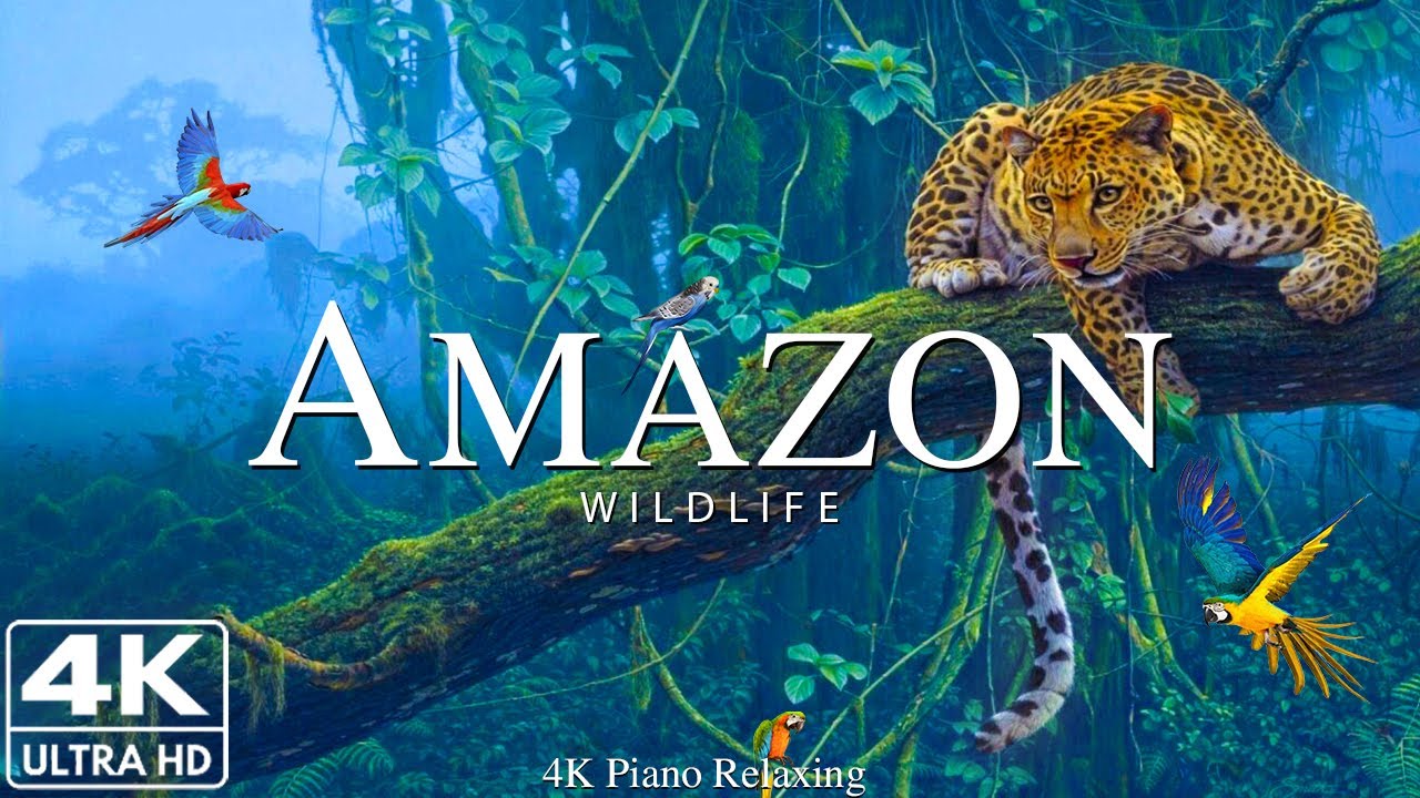 Amazon 4k - The World&rsquo;s Largest Tropical Rainforest | Jungle Sounds | Scenic Relaxation Film