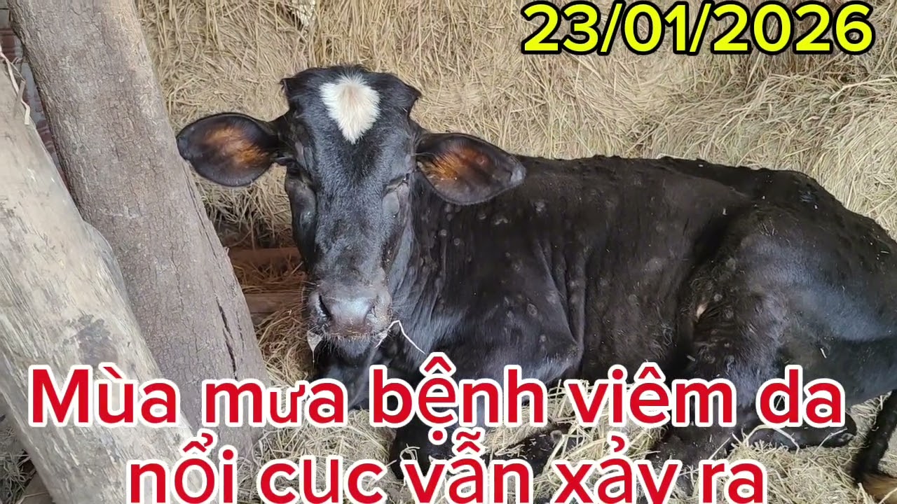 Đừng tắm rửa cho bò, khi đang bị bệnh