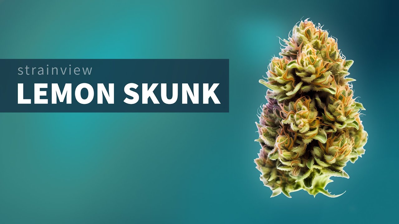 Lemon Skunk - StrainView