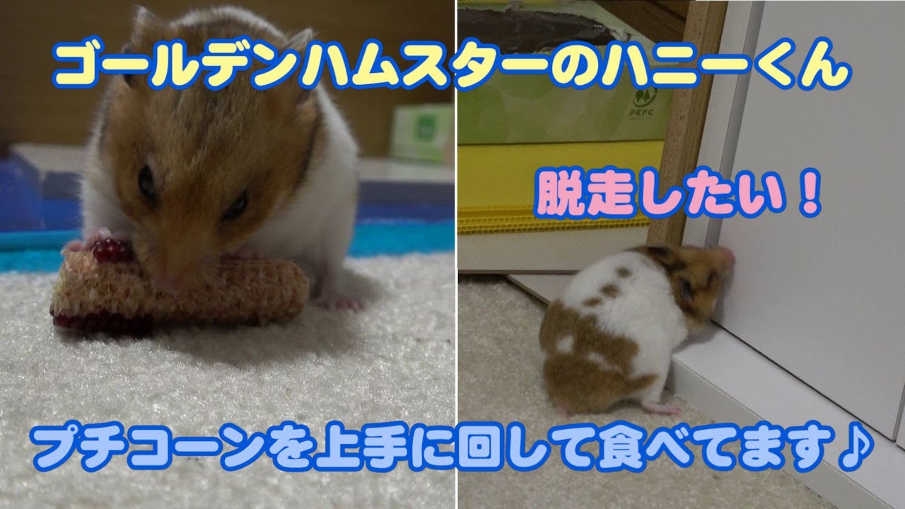 【ゴールデンハムスターのハニーくん】382 プチコーンをその場でモグモグ！上手に回して食べるハニーくん🐹🌽