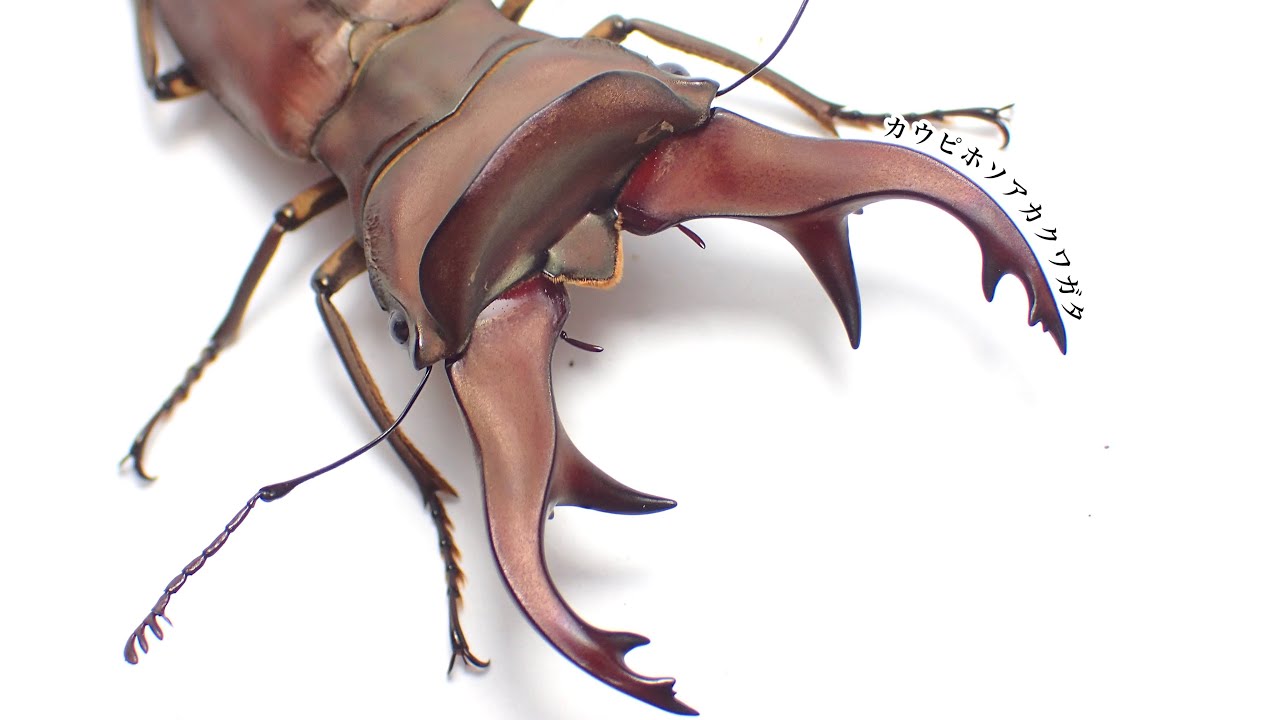 カウピホソアカクワガタの成虫掘り出し結果【クワガタ飼育】