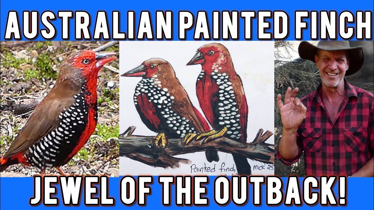Australian Painted Finch (Emblema Pictum): Mick shares his knowledge of these beautiful birds.