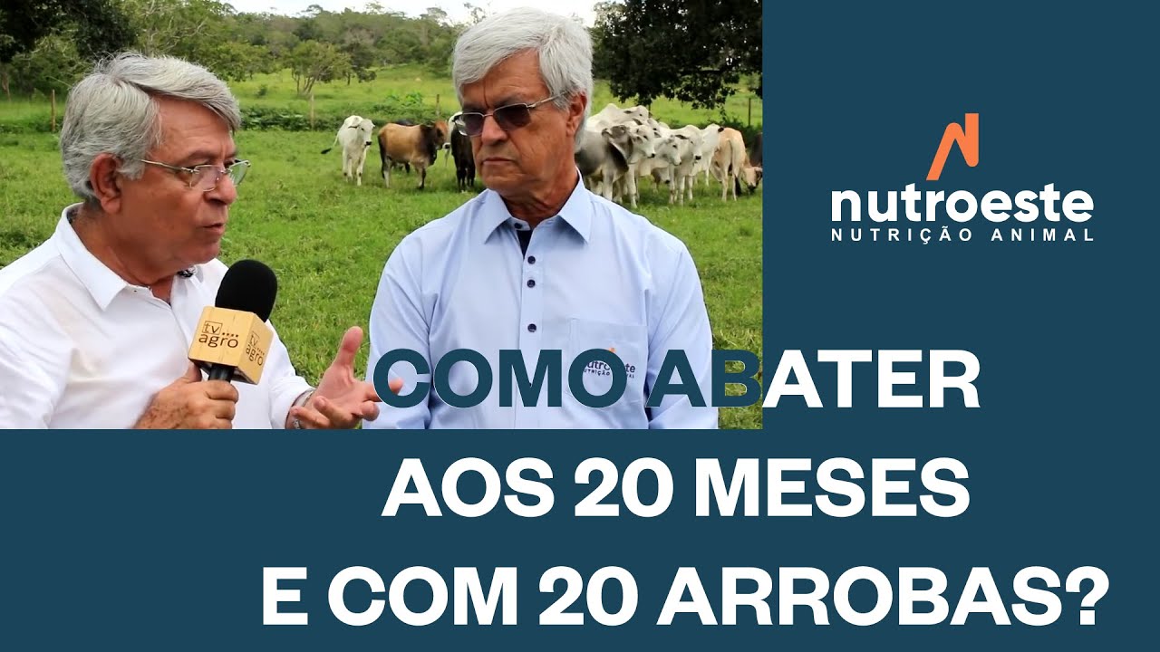 Nutroeste revela estratégia para abater animais aos 20 meses e com 20 arrobas.