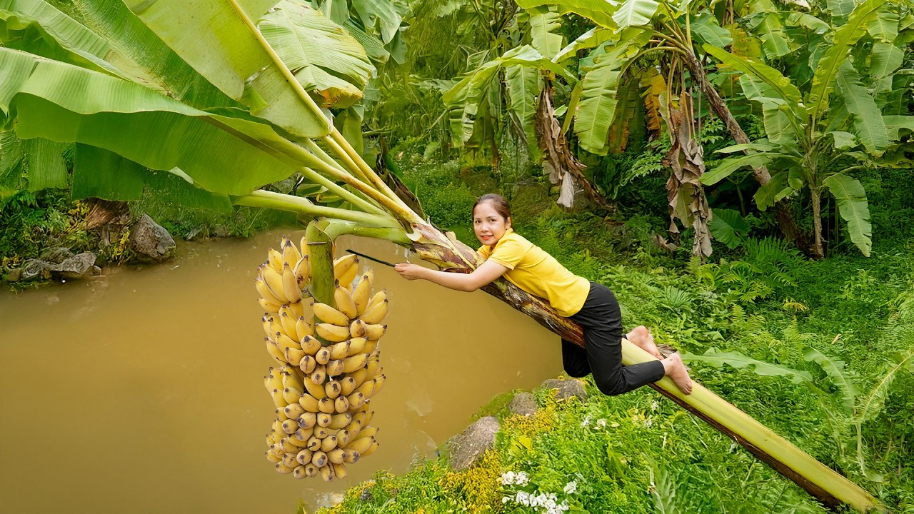 Harvesting Bananas to Sell at the Market &ndash; Hana Daily Life 686 |Farm Life