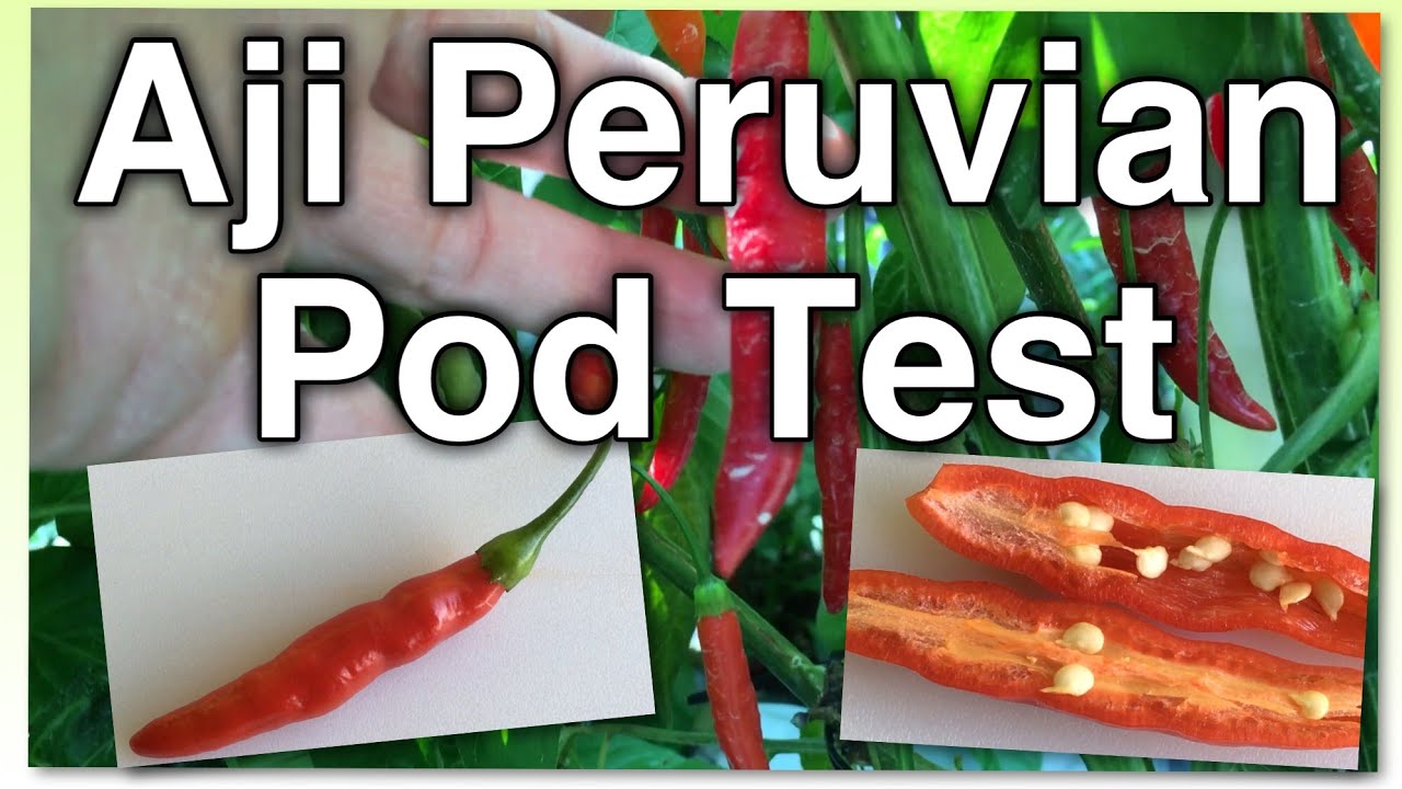 Aji Peruvian Pod Test