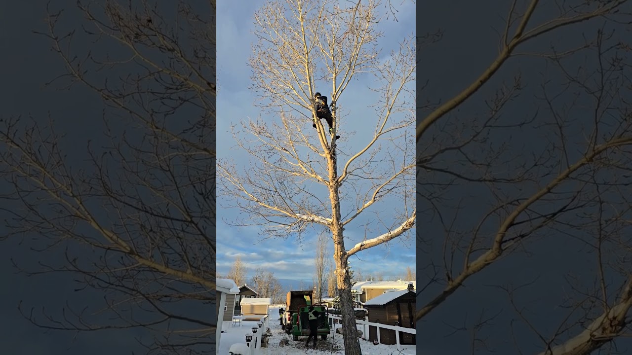220T electric Stihl power saw in action! #treefelling #treeclimbing #treeclimber #stihl