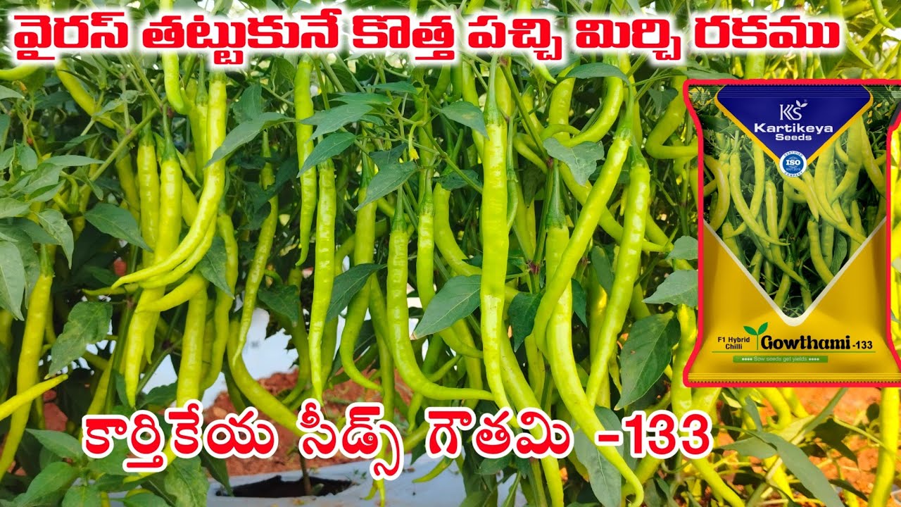 కార్తికేయ సీడ్స్ వారి గౌతమి -133 వైరస్ తటుకునే పచ్చి మిర్చి రకము రైతు కి మంచి దిగుబడి #chilly