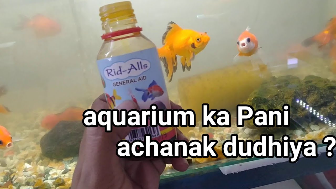 aquarium ka Pani achank safed ho Jaye to Kya Kare or kese ??