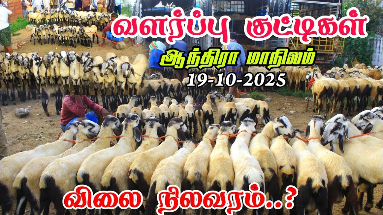 19-10-2025 ஒரே இடத்தில் இவ்வளவு வளர்ப்பு குட்டிகளா 🥵 ஆந்திரா மாநிலம் சாந்திபுரம் சந்தை 