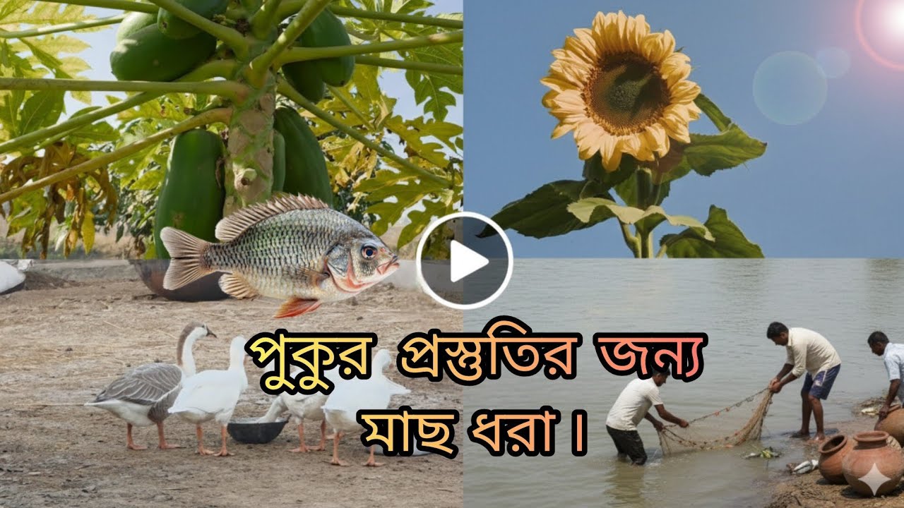 আমাদের ফার্মের চার নম্বর পুকুর প্রস্তুতি।#grambanglavlog 
