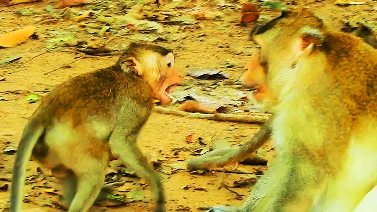 Oh God! Horrible Scared, Jody Monkey Was Warning By Mak To Rescue Jody Stuck in Big Hand