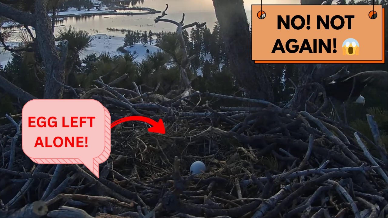 JACKIE STOP! 😱 Leaving Egg Alone Again - Ravens Took Last Ones!