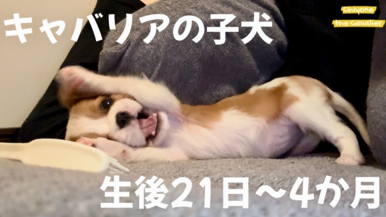 ちよねさんの成長録にするつもりがただただかわいい備忘録に【キャバリア 子犬】 | お迎えから予防接種完了まで - Puppy Growing Up – From Day 21 to 4 Months