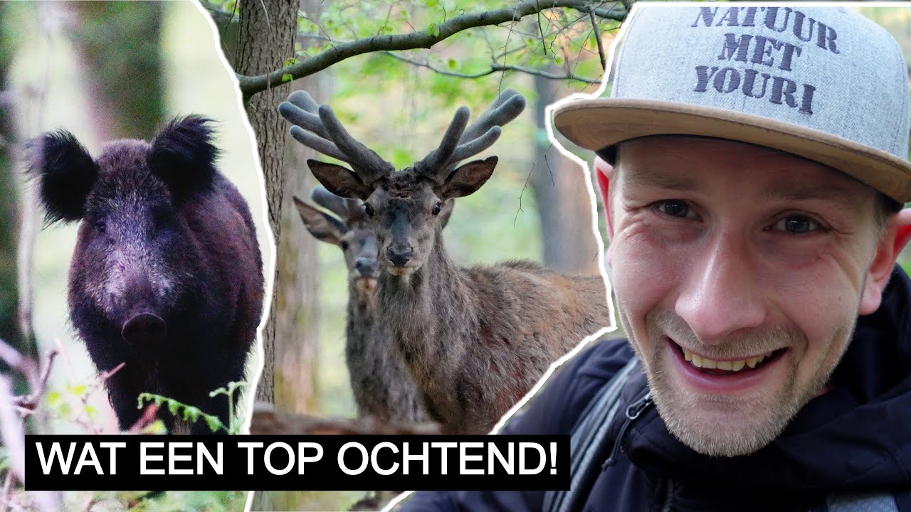 #360: Het wild van de Veluwe 🐗🦌 Pt. 1 | Sony A7 IV