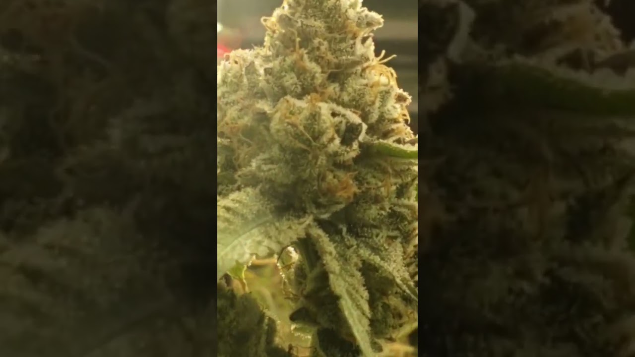 Flowers ☘️🌱💯 #cannabisgrowth #watertips #gardening #cannabiscare
