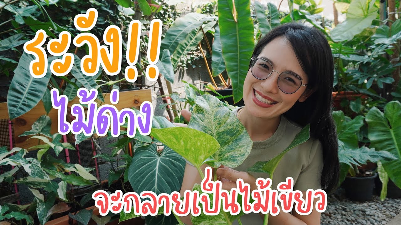 รู้ก่อนสายไป ไม้ด่างกลายเป็นไม้เขียว พร้อมเทคนิคการดูแลไม้ด่าง