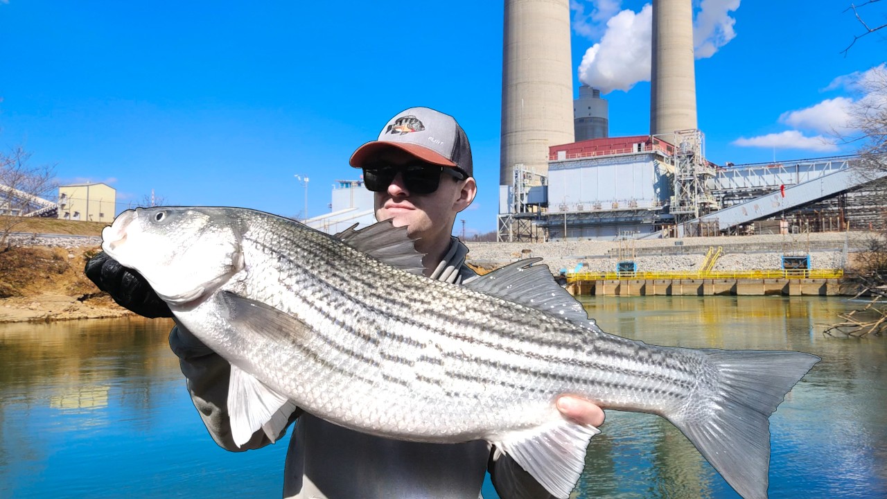 Striper Fishing INSANITY!!  FIVE Bigguns in ONE Morning!