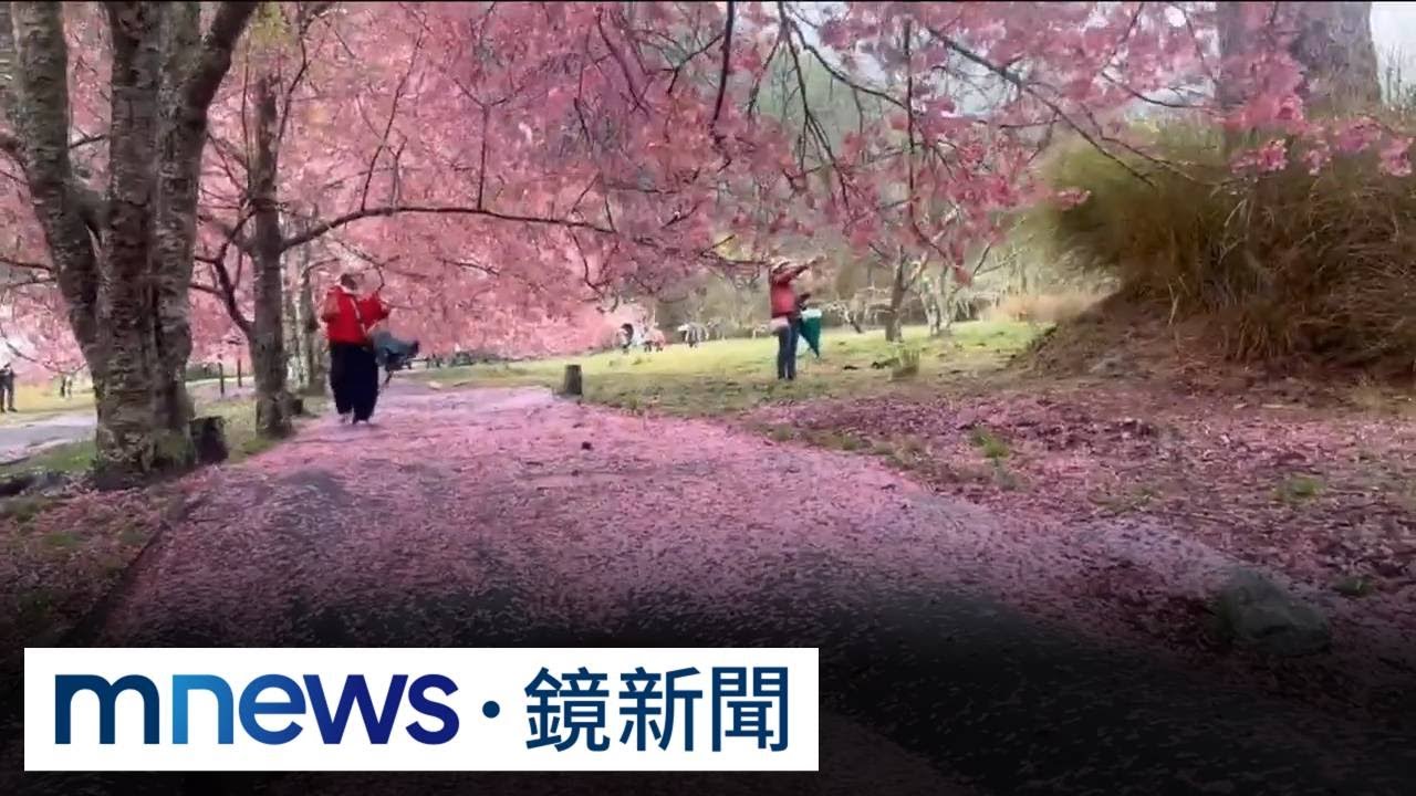 武陵農場交通管制將喊卡　3月中仍有櫻可賞｜#鏡新聞