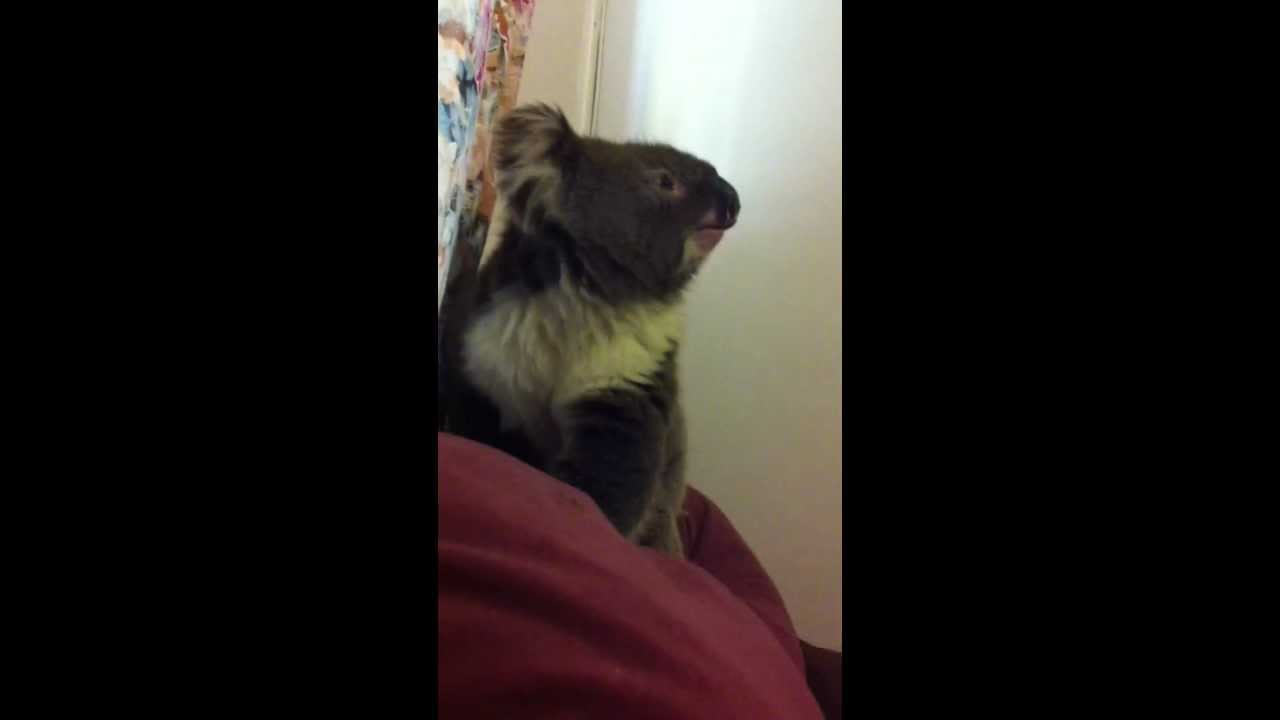 Koala Bear in my house!