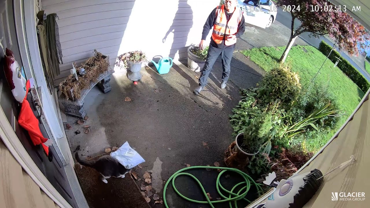 Watch: B.C. delivery driver throws package at cat's face
