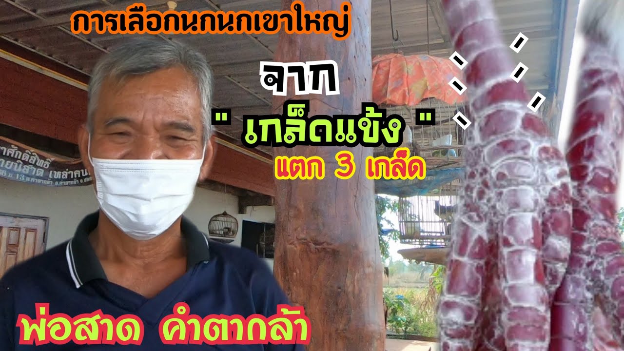 การเลือกนกเขาใหญ่ จาก 