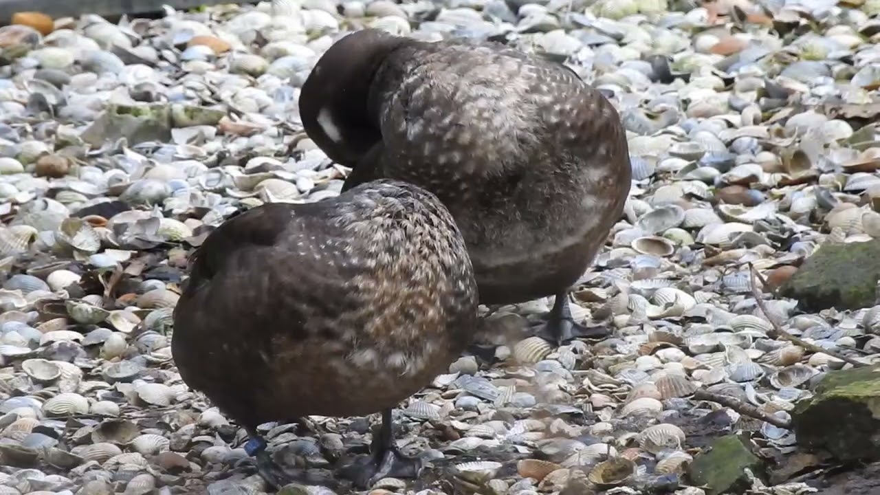 Harlekijneenden/Harlequin Ducks in captivity, Castricum, The Netherlands, 28-02-2025.