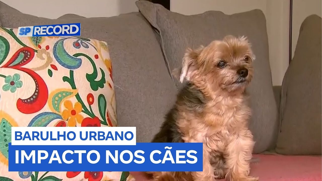 Pesquisa da USP estuda impactos do barulho urbano em cães em Ribeirão Preto (SP)