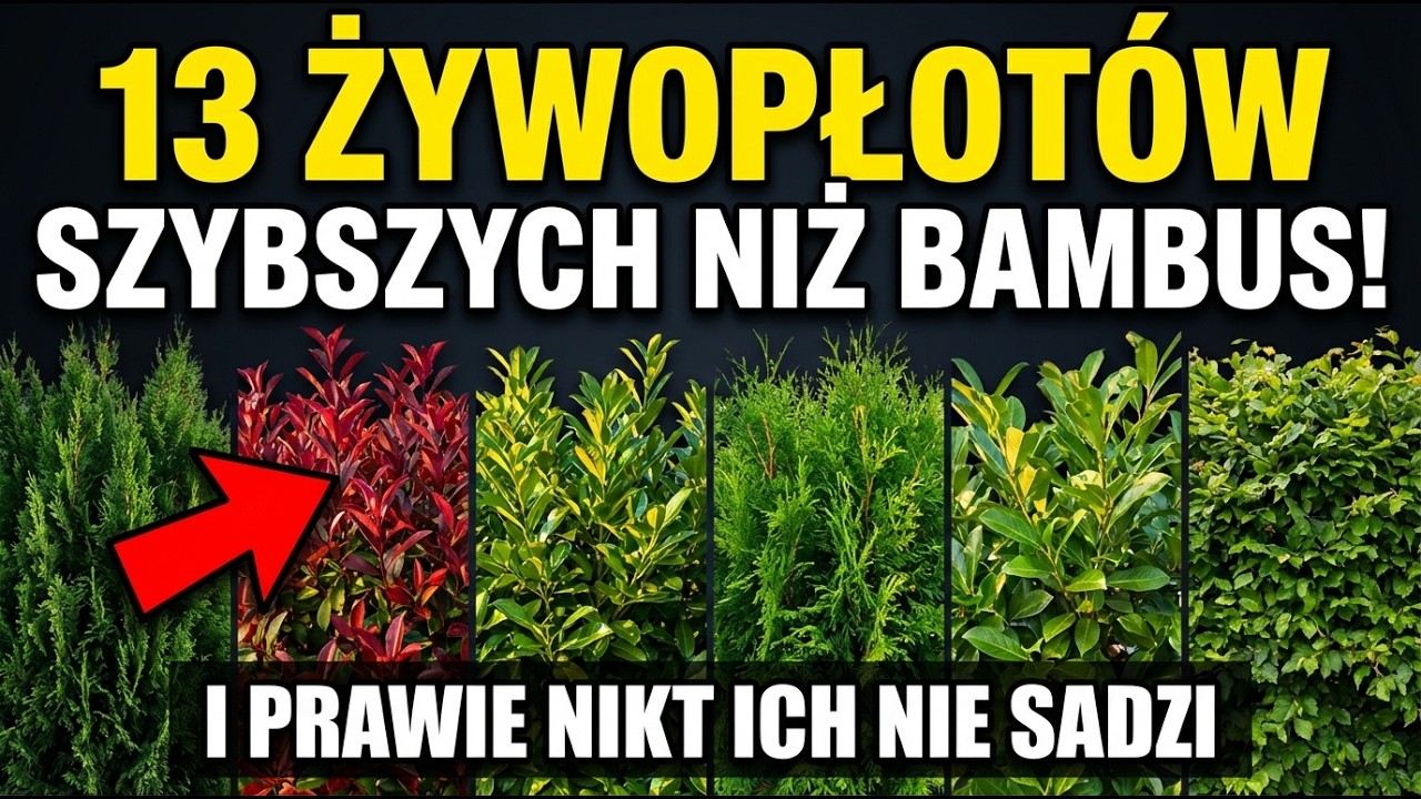 13 zielonych ogrodzeń, które rosną szybciej niż bambus (i są legalne)