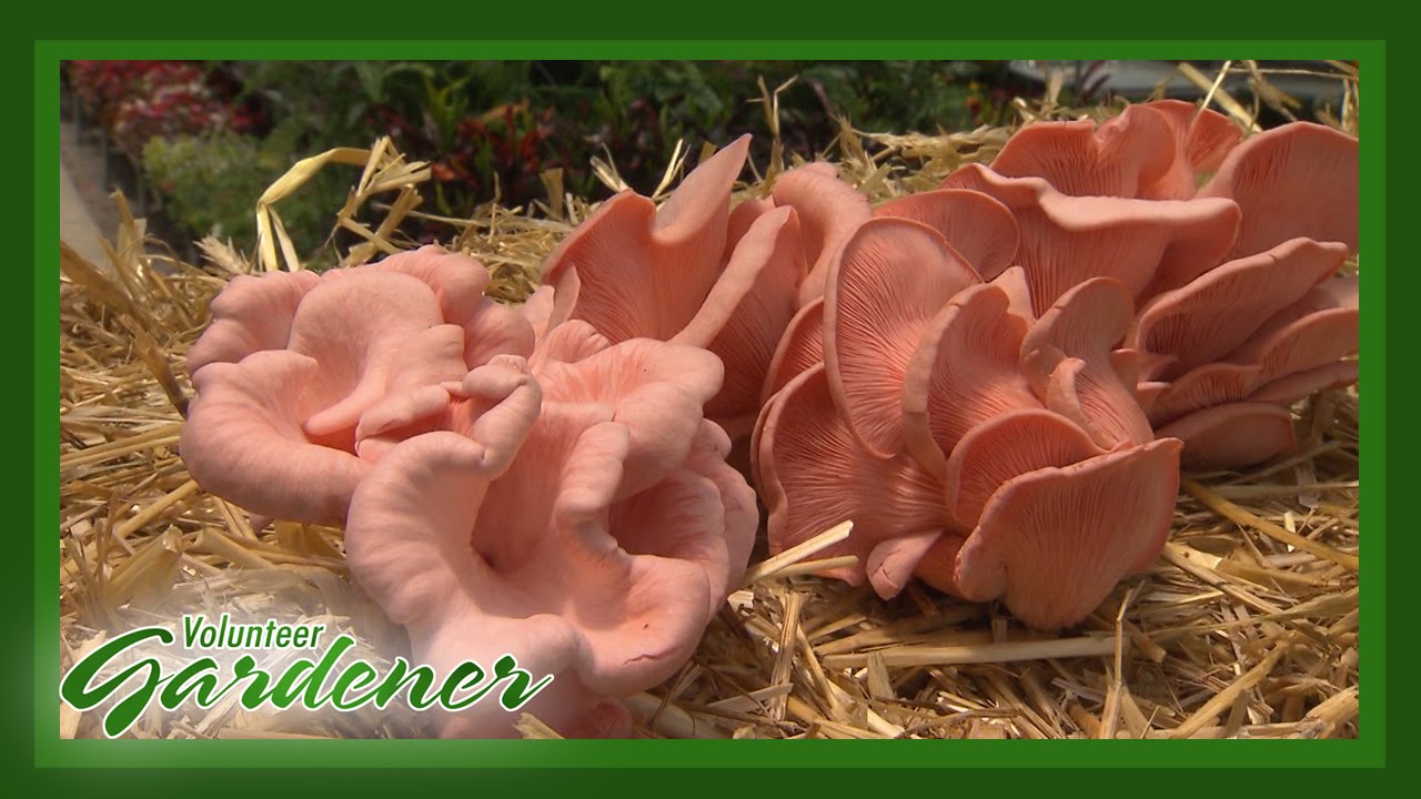 Mushrooming in a straw bale | Volunteer Gardener