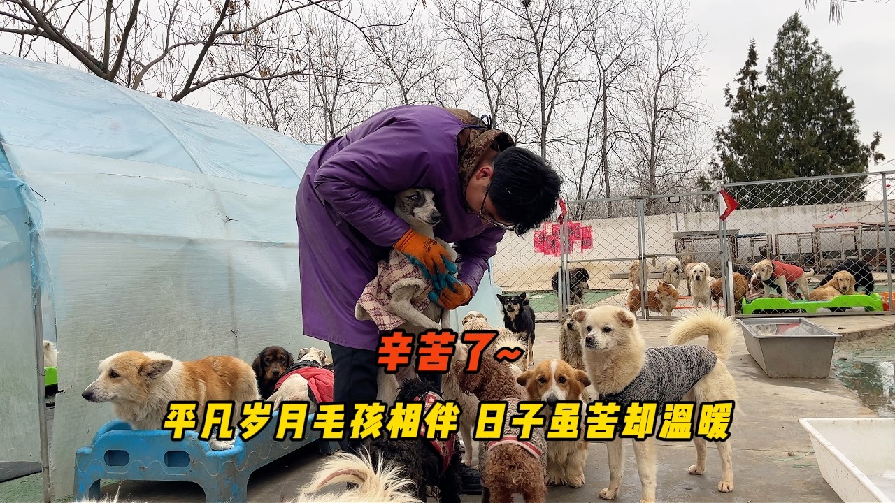 守著小院毛孩子每天都有做不完的事，但平凡日子裏也能充滿溫暖！