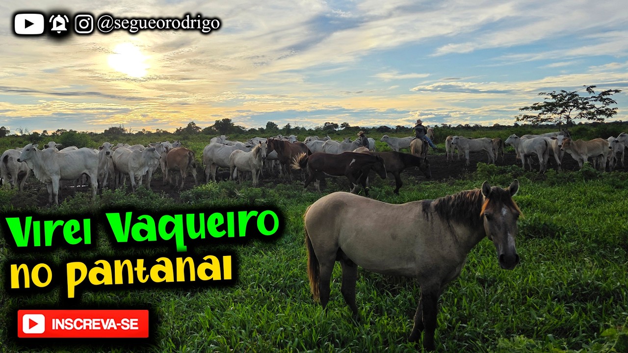 DIA DE TRABALHAR NA FAZENDA NO PANTANAL ALAGADO