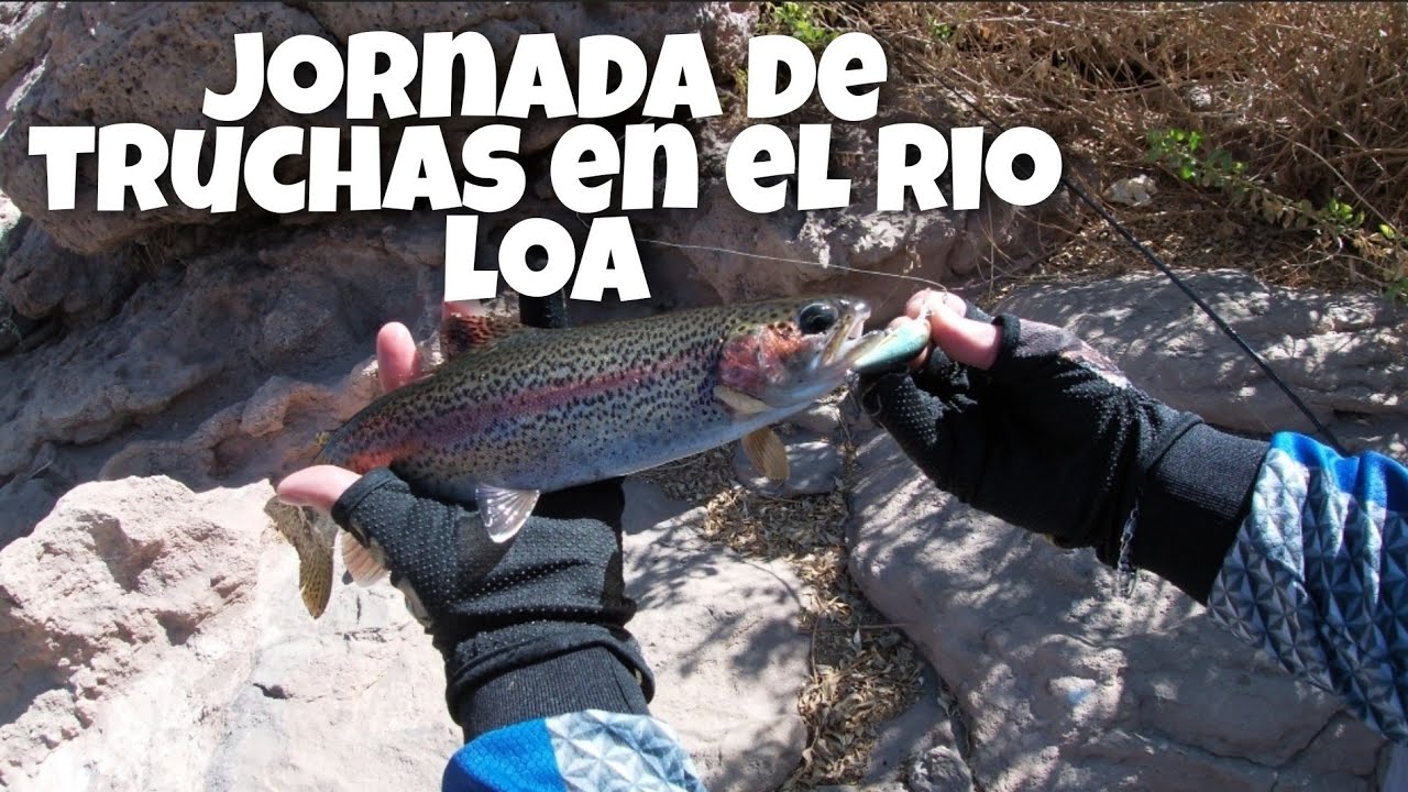Pesca de truchas en el puente del diablo. Rio loa calama.
