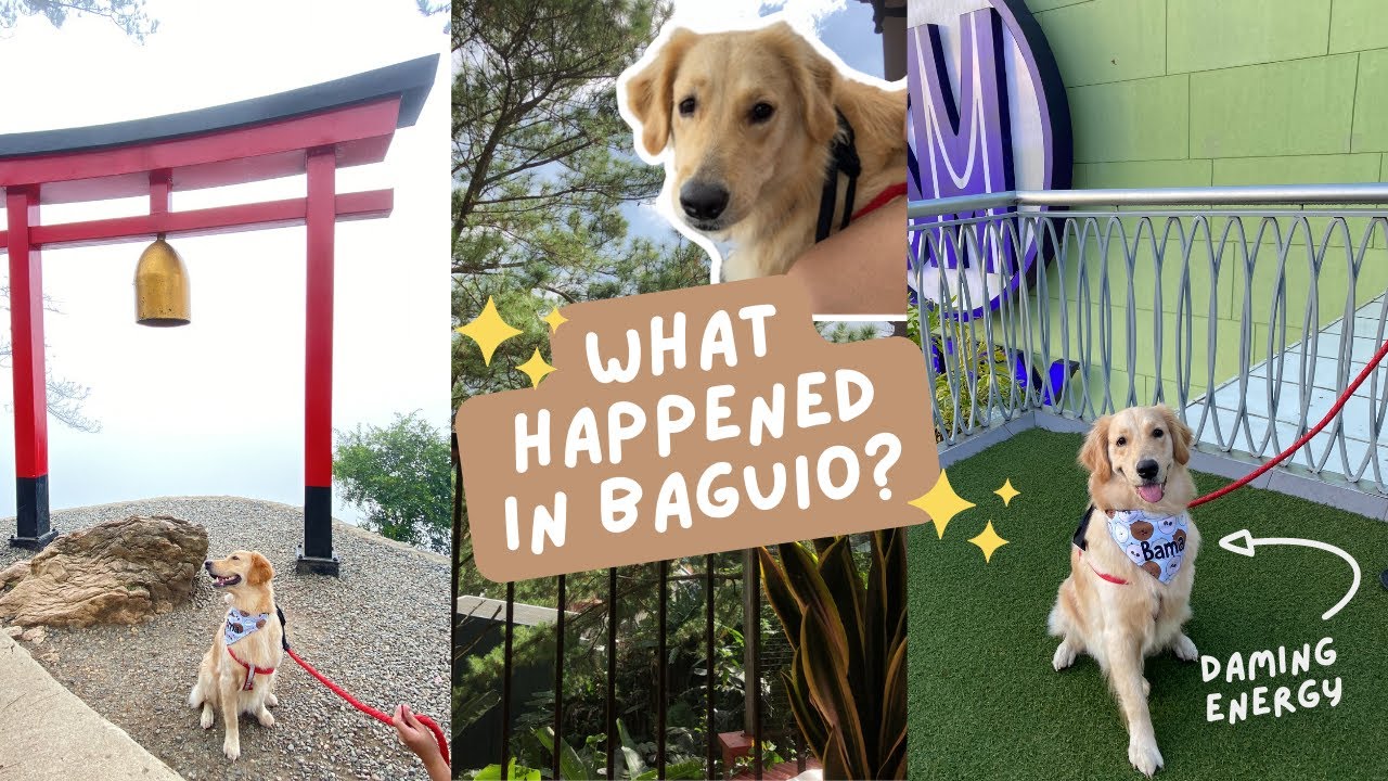 Pet friendly places in Baguio City 2022